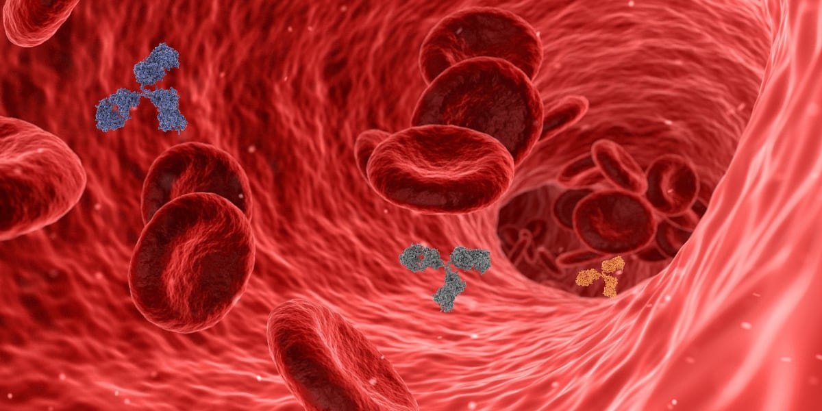 Капилляры - кровеносные сосуды