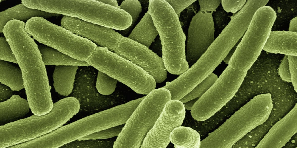 Бактерии - общая информация